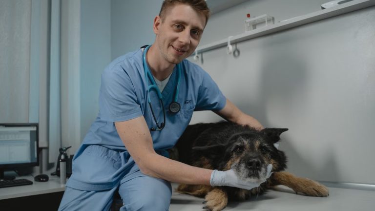 Veterinarian conducting a health check on a black dog in a clinic.